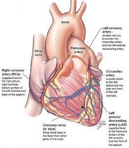 Coronary artery