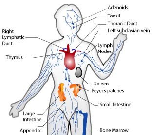 immune system immune system